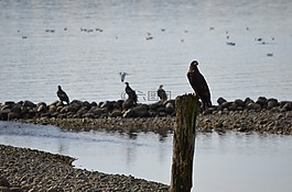 鷹,禿頭鷹,釣魚(yú)