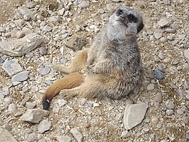 貓鼬,自然,動物