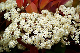 紅葉石楠,白色的花,對沖