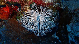 水下,珊瑚,海洋
