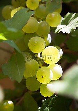 葡萄,太陽,墻