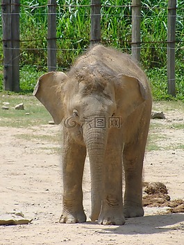 小象,動(dòng)物園,哺乳動(dòng)物