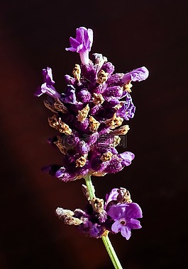 熏衣草,花,紫