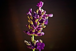 熏衣草,花,紫