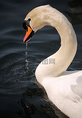 天鵝,水禽,水
