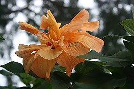 熱帶,花,開(kāi)花
