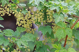 春天,黑醋栗,性質(zhì)