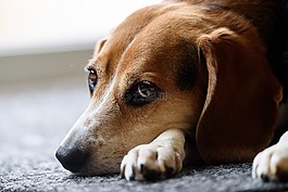 小獵犬,狗,可愛
