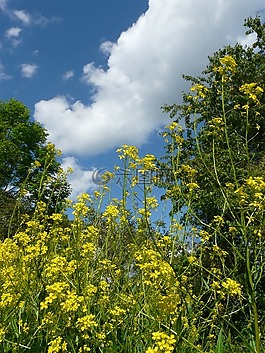 開花,鮮花,黃色