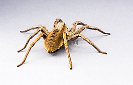 蜘蛛,節(jié)肢動物,昆蟲