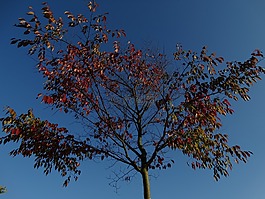 秋季,秋天樹葉,藍(lán)藍(lán)的天空