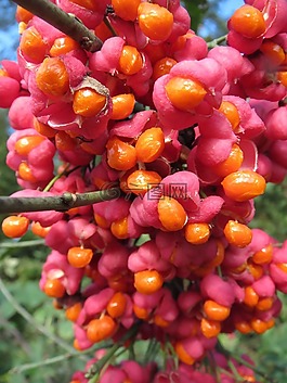 大葉黃楊衛(wèi)矛,主軸,歐洲主軸