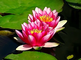 鮮花,睡蓮,性質(zhì)