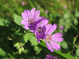 天竺葵pyrenaicum,野花,植物區(qū)系