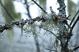 水分,露珠,水
