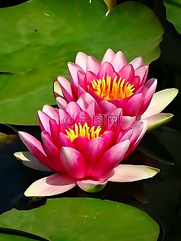 鮮花,睡蓮,性質(zhì)