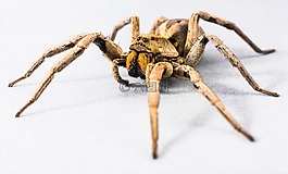 蜘蛛,節(jié)肢動物,昆蟲