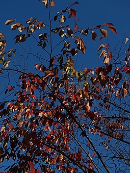 秋季,秋天樹葉,藍(lán)藍(lán)的天空