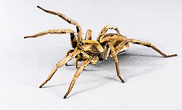 蜘蛛,節(jié)肢動物,昆蟲