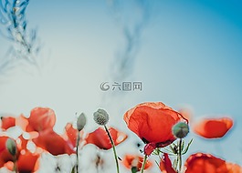 花,自然,罌粟