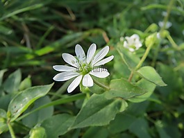 水生鵝腸,水繁縷,野花