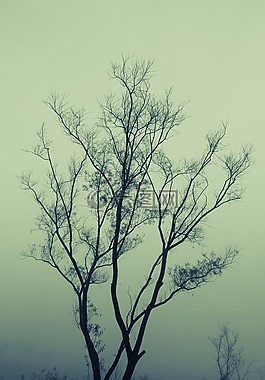 枝杈,霧,薄霧