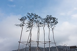 枝杈,平靜,云
