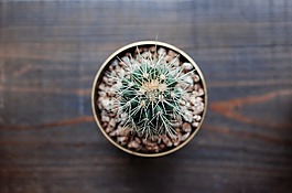 仙人掌,盆栽的植物,黃銅
