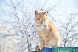 猫,红发,冬季