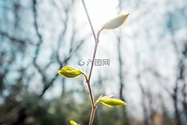 開始,枝杈,光明