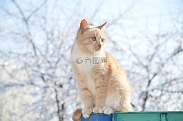 紅色的貓,貓,紅發(fā)