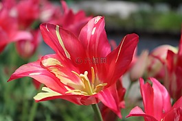郁金香,開花,春天
