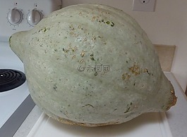 壁球,哈伯德,筍瓜