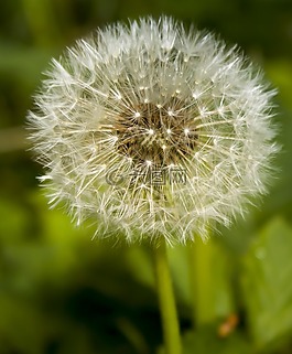蒲公英,野花,開(kāi)花