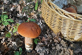真菌,牛肝菌,cep