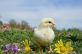 鳥,雞,公雞