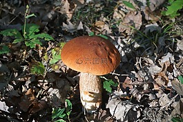 真菌,牛肝菌,cep