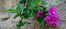 花,紫色,紫色花
