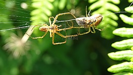 數(shù)值調(diào)節(jié)鈕,web,獵物