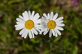 瑪格麗特,鮮花,復(fù)合材料