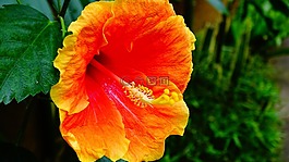 花卉,綻放,莉莉