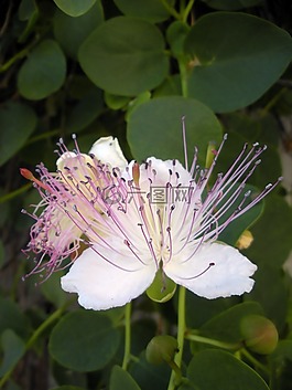鮮花,植物,花園