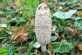 陽傘,風(fēng)箏,食用蘑菇