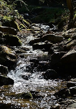 森林溪,水域,牧歌
