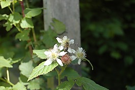 開(kāi)花,性質(zhì),夏天