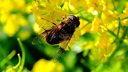 蜜蜂,鮮花,蜂蜜