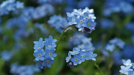 不要忘了我,花,草地