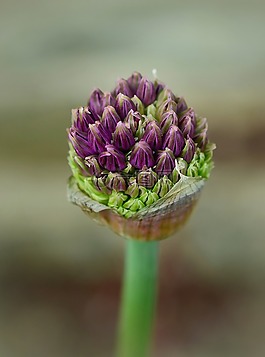 觀賞蔥,芽,開花