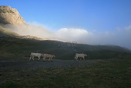 母牛,山,性質(zhì)