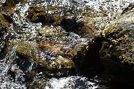 水,流利,過獨身生活